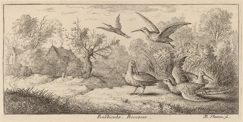 Rusticula, de houtsnip