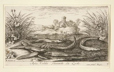 De Elrits, uit het tweede deel van de serie Zoetwatervissen