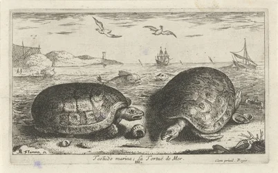 Twee schildpadden op het strand