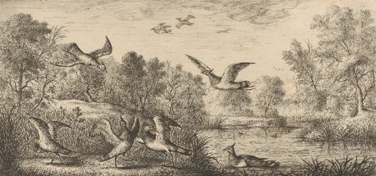 Vanellus, Vanneau De Kievit: Livre d