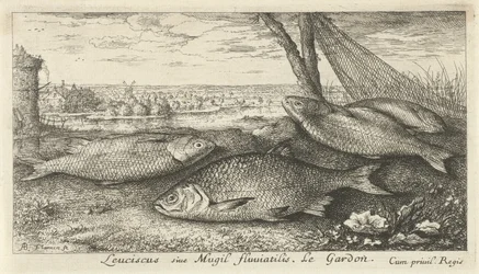 Vier blankvoornen bij een visnet