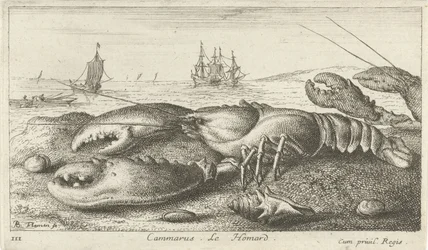 Zeekreeft op het strand Vissen en andere zeedieren - zoutwater eerste reeks Diverses Especes de Poissons de mer