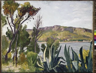 Landschap met agave