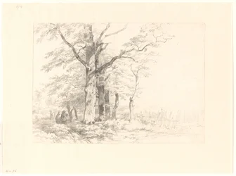 Studie van eiken in een landschap