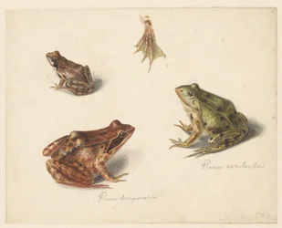 Blad met studie van een bruine landkikker rechts, links een groene waterkikker