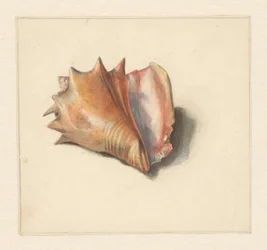 Studie van een schelp