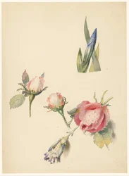 Studieblad met drie rozen en een iris