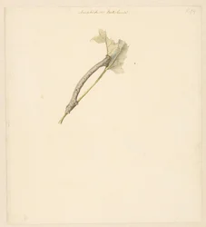 Studieblad met rups, Amphidasis Betularia