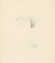 Studieblad met rups, Lasiocampa Quireifolia