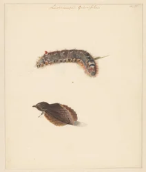 Studieblad met rups en nachtvlinders, Lasiocampa Quireifolia