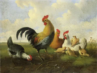 Een haan met kippen en kuikens