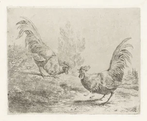 Twee vechtende hanen