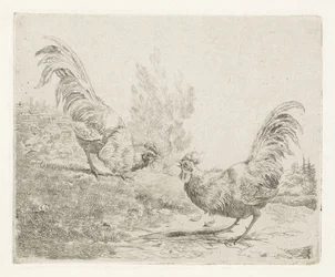 Twee vechtende hanen