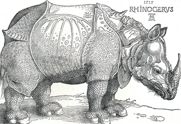 Een neushoorn