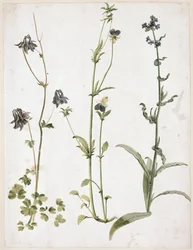Akelei, viooltje en ossentong