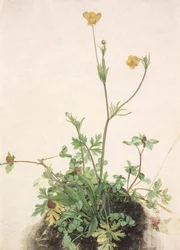 Boterbloemen, Rode Klaver en Weegbree, 1526