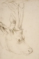 Hoofd van een Ree, 1503