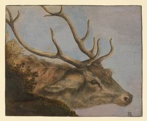 Hertenkop