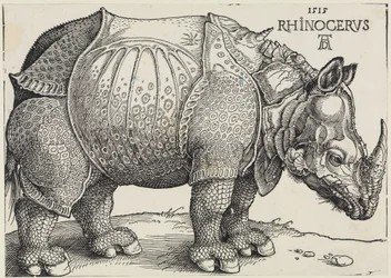 Rhinocerus (De neushoorn)