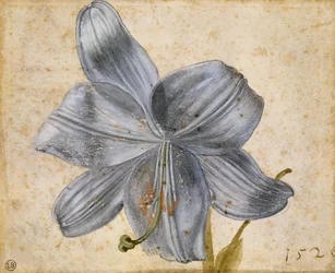 Studie van een lelie, 1526