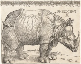 De neushoorn