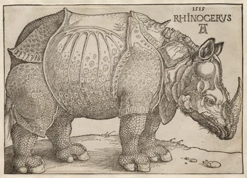 De neushoorn