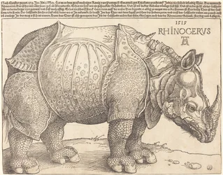 De neushoorn, 1515
