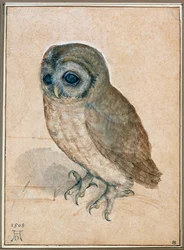 Kaeuzchen - De kleine uil