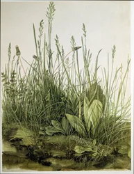 Het grote stuk gras