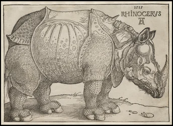 De Neushoorn, 1515