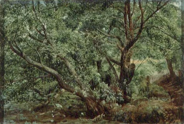 Bomen bij een stroom