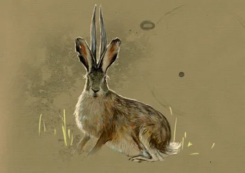 Fantastische monsters en wezens, cryptozoologie: voorstelling van een Jackalope, legendarisch dier half haas, half antilope (mythisch dier, een konijn met antilopehoorns) - tekening van Alessandro Lonati, 2012