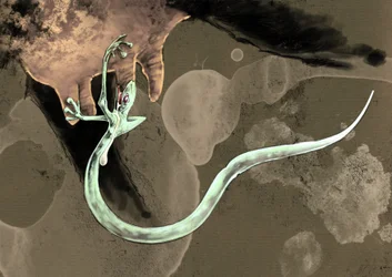 Fantastische monsters en wezens, cryptozoologie: representatie van een Tatzelworm (of worm met poten of arassas)