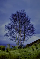 Tweekleuren Landschap, 2019