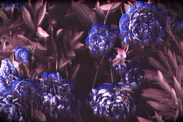 Blauwe notities