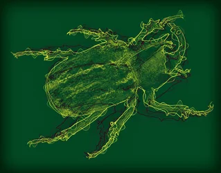 Insect