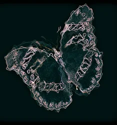 Vlinder II