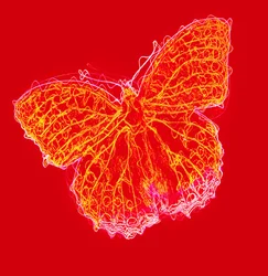 Vlinder III