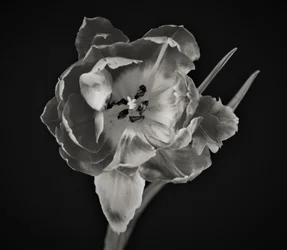 Bloemengeometrie, 2019