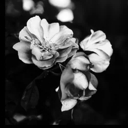 Drie bloemen