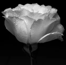 Witte bloem en water, 2019