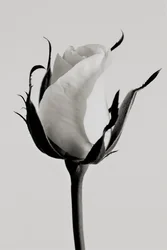 Witte roos