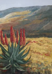 Rode Aloë Desert Bloom