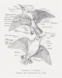 Diagram van een spreeuw, definieert de terminologie van een vogel
