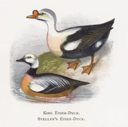 De Koningseider, De Stellers Eider