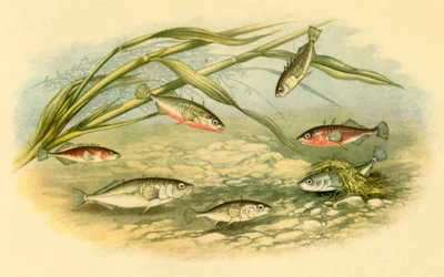 Stekelbaarsjes, 1879, 1943