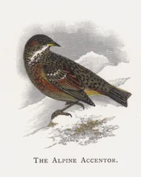 De Alpenheggenmus
