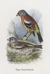 De Vink