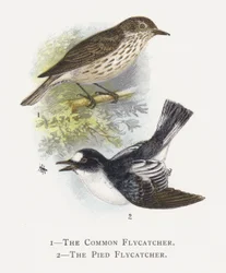 De Grauwe Vliegenvanger, De Bonte Vliegenvanger