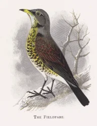 De Kramsvogel